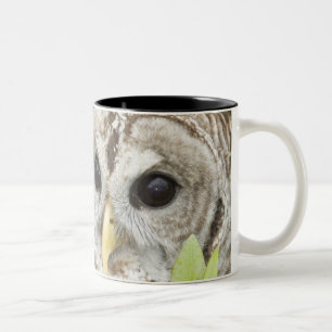 Barred Owl Two-Tone Coffee Mug