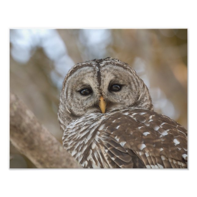Barred Owl Wildlife Picture Photo Print (Front)