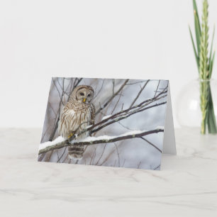 Barred Owl with a light snowfall Card