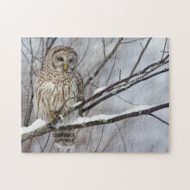 Barred Owl with a light snowfall Jigsaw Puzzle (Horizontal)