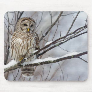 Barred Owl with a light snowfall Mouse Pad