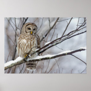 Barred Owl with a light snowfall Poster