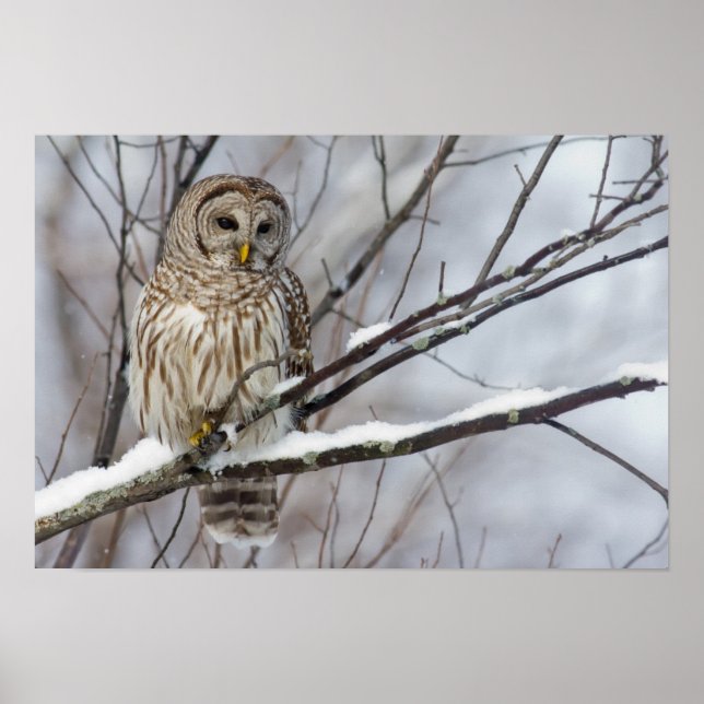 Barred Owl with a light snowfall Poster (Front)