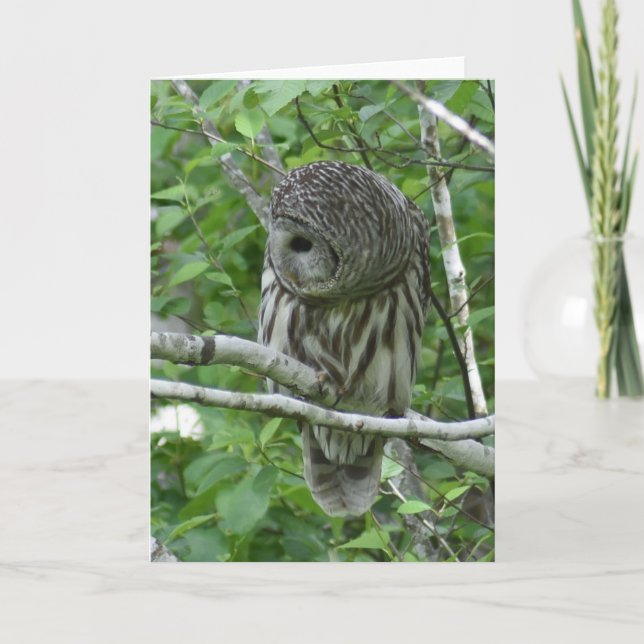 Barred Owl with Neck Feathers Fluffed Card (Front)