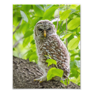 Barred Owlet in Leafy Canopy Photo Print
