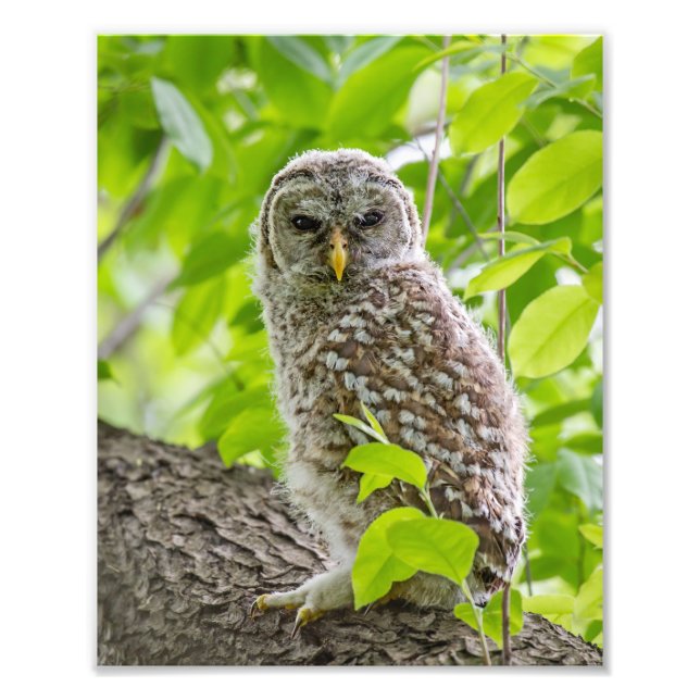 Barred Owlet in Leafy Canopy Photo Print (Front)