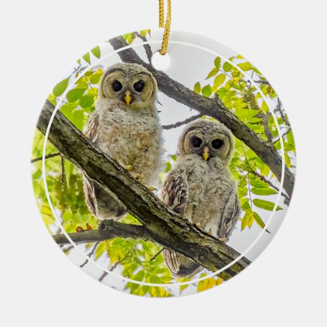Barred Owlets  Springtime Ceramic Ornament (Front)