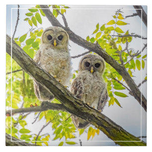 Barred Owlets Springtime Ceramic Tile