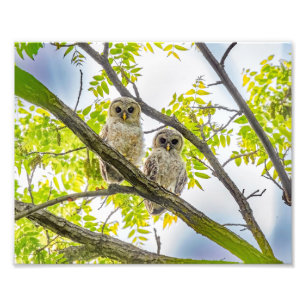 Barred Owlets  Springtime Photo Print