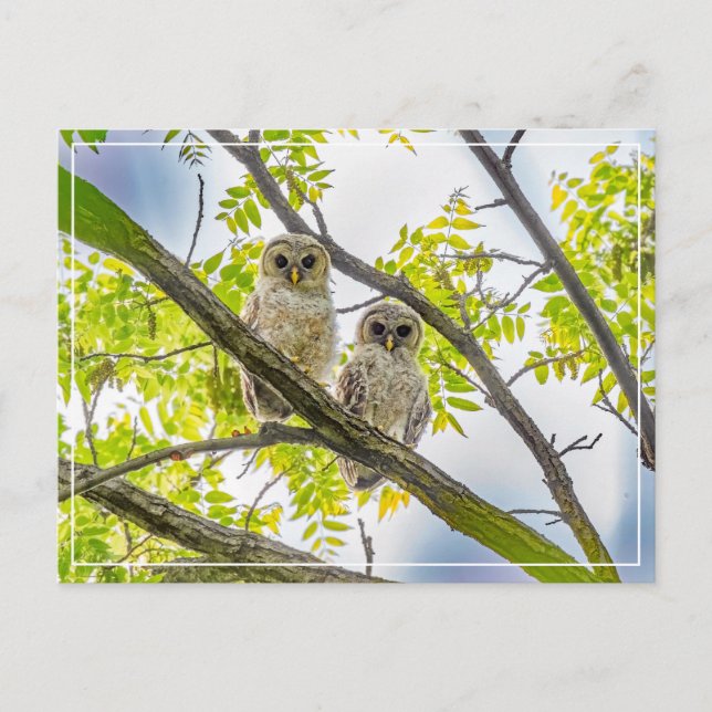 Barred Owlets  Springtime Postcard (Front)