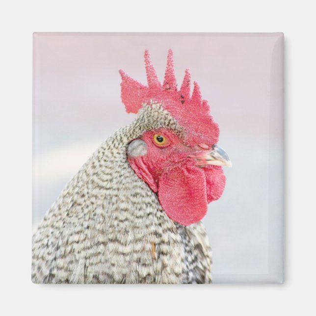 Barred Plymouth Rock Chicken Magnet (Front)