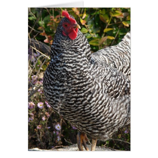 Barred Rock (Front)