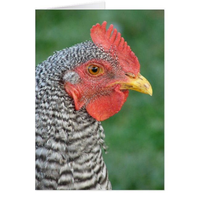 Barred Rock (Front)