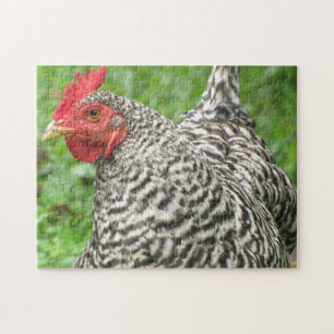 Barred Rock Chicken Hen Jigsaw Puzzle