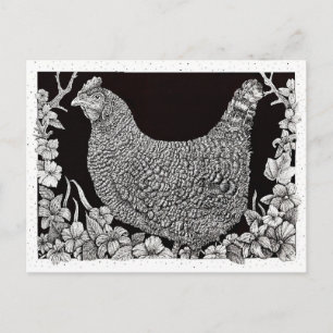 Barred Rock Chicken Postcard
