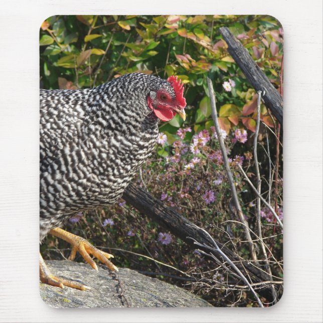 Barred Rock Hen Mouse Pad (Front)