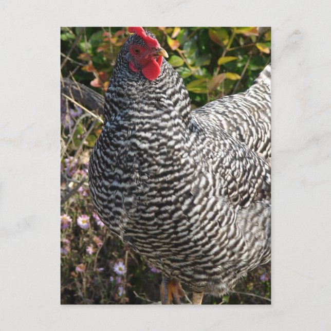 Barred Rock Postcard (Front)