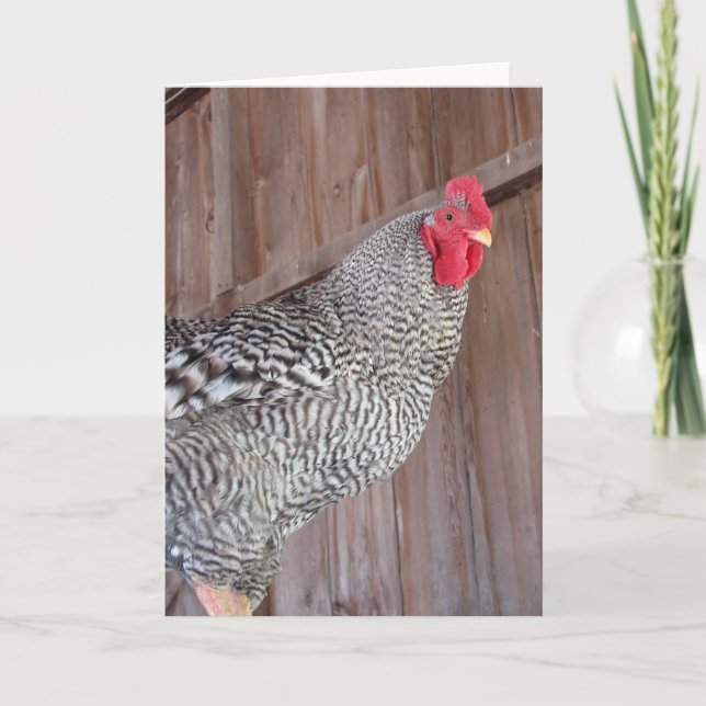 Barred Rock Rooster Card (Front)