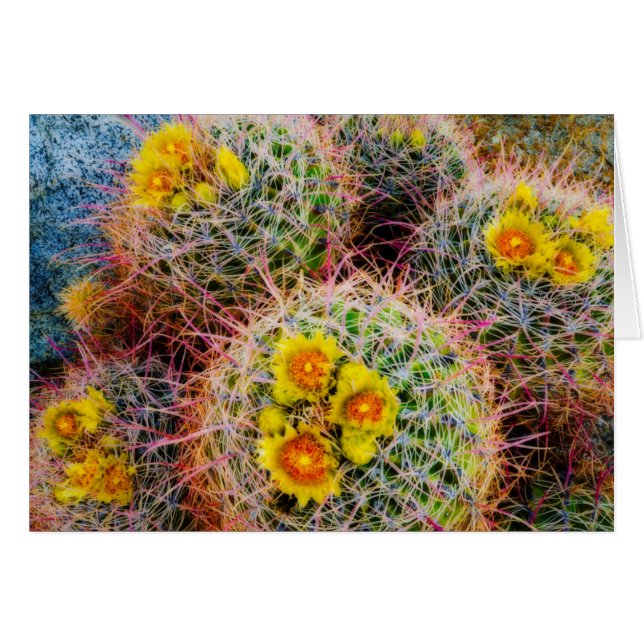 Barrel cactus close up, California (Front Horizontal)
