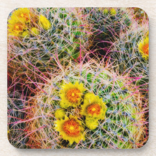 Barrel cactus close up, California Coaster