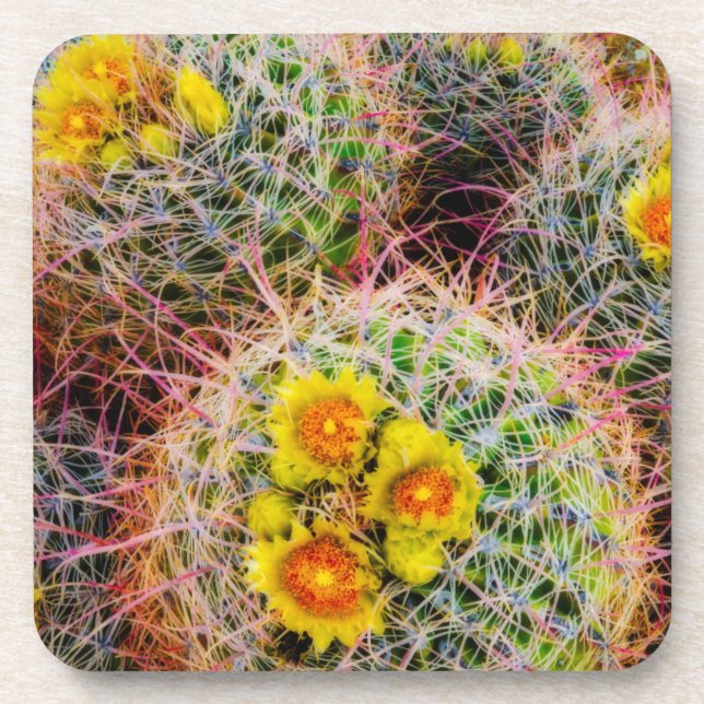 Barrel cactus close up, California Coaster (Front)