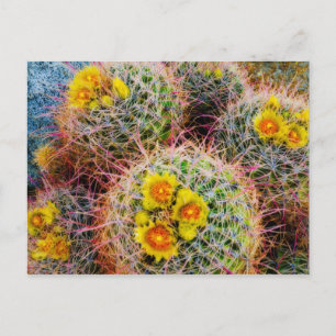 Barrel cactus close up, California Postcard
