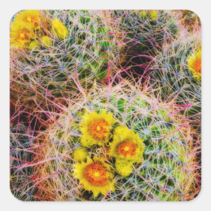 Barrel cactus close up, California Square Sticker
