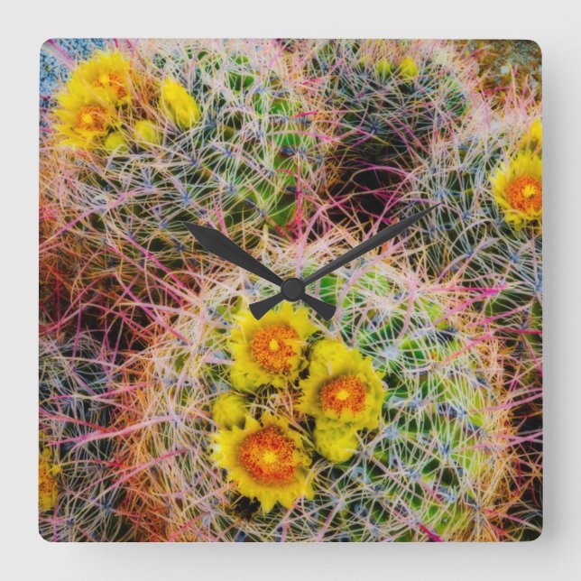 Barrel cactus close up, California Square Wall Clock (Front)