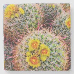 Barrel cactus close up, California Stone Coaster