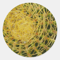 Barrel Cactus Closeup Abstract Nature Photography
