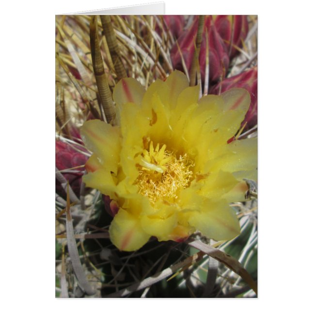 Barrel Cactus Fishhook Yellow (Front)