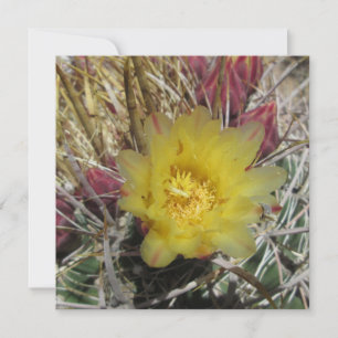 Barrel Cactus Fishhook Yellow