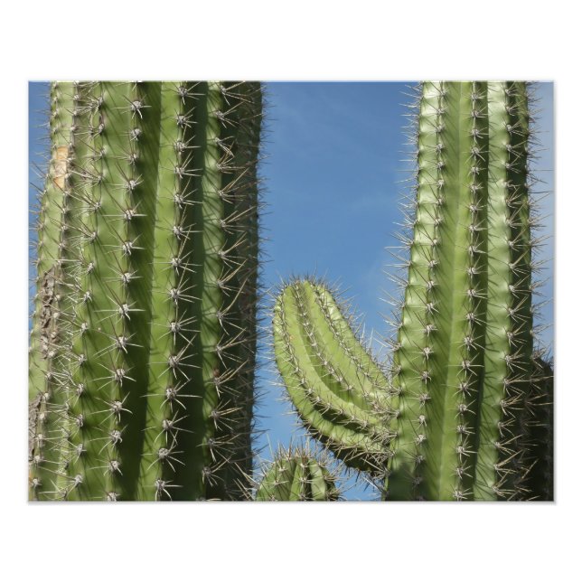 Barrel Cactus I Desert Photo (Front)