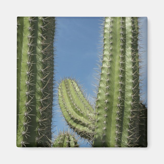 Barrel Cactus I Desert Photo Magnet (Front)
