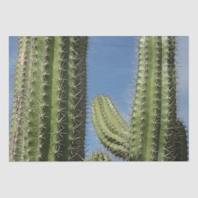 Barrel Cactus I Desert Photo Tissue Paper (Front)