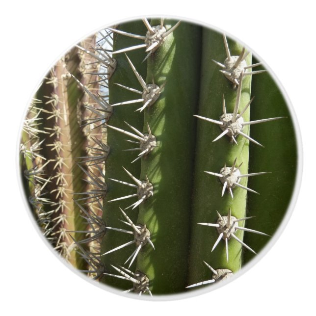 Barrel Cactus II Desert Nature Photo Ceramic Knob (Front)