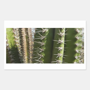 Barrel Cactus II Desert Nature Photo Rectangular Sticker