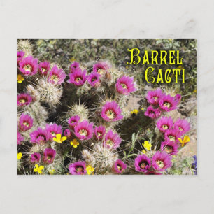 Barrel cactus in bloom, Sonoran Desert, Arizona Postcard
