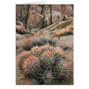 Barrel Cactus In California