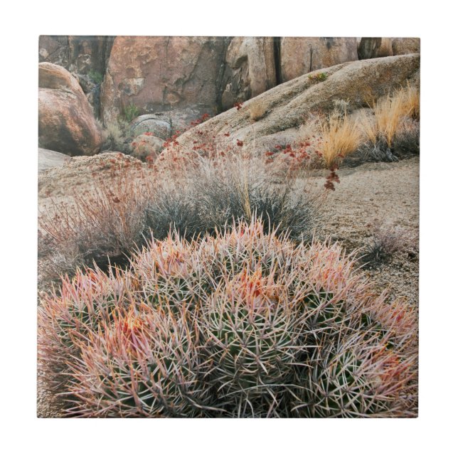 Barrel Cactus In California Ceramic Tile (Front)