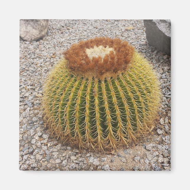 Barrel Cactus Magnet (Front)