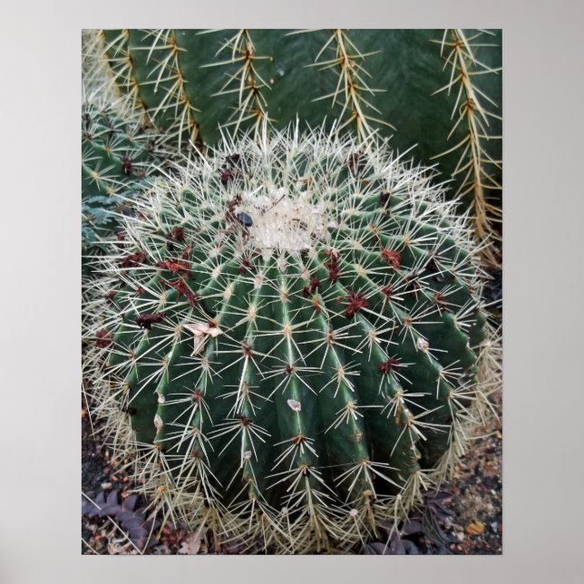 Barrel Cactus Photo Mexico Southwest Cacti Poster (Front)