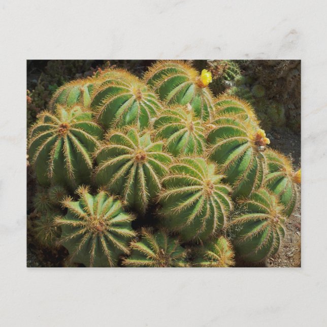 Barrel Cactus Postcard (Front)