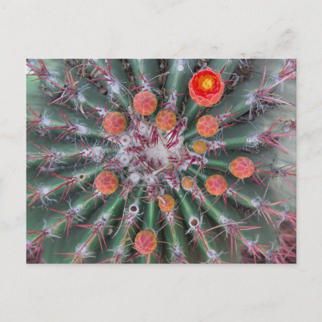 Barrel Cactus Postcard (Arizona) (Front)