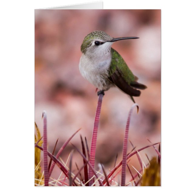 Barrel Cactus Roosting (Front)
