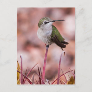 Barrel Cactus Roosting Postcard