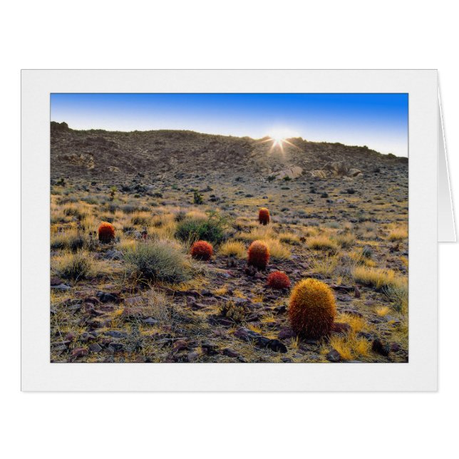 "Barrel Cactus Wake Up Call" (Front Horizontal)