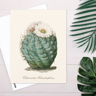 Barrel Cactus White Flower Postcard