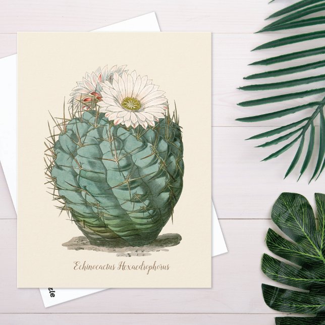 Barrel Cactus White Flower Postcard (Creator Uploaded)