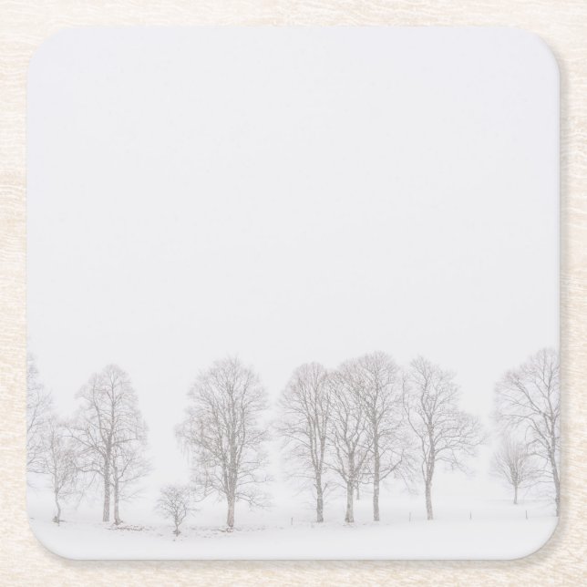 Barren trees in winter in a white world coaster (Front)